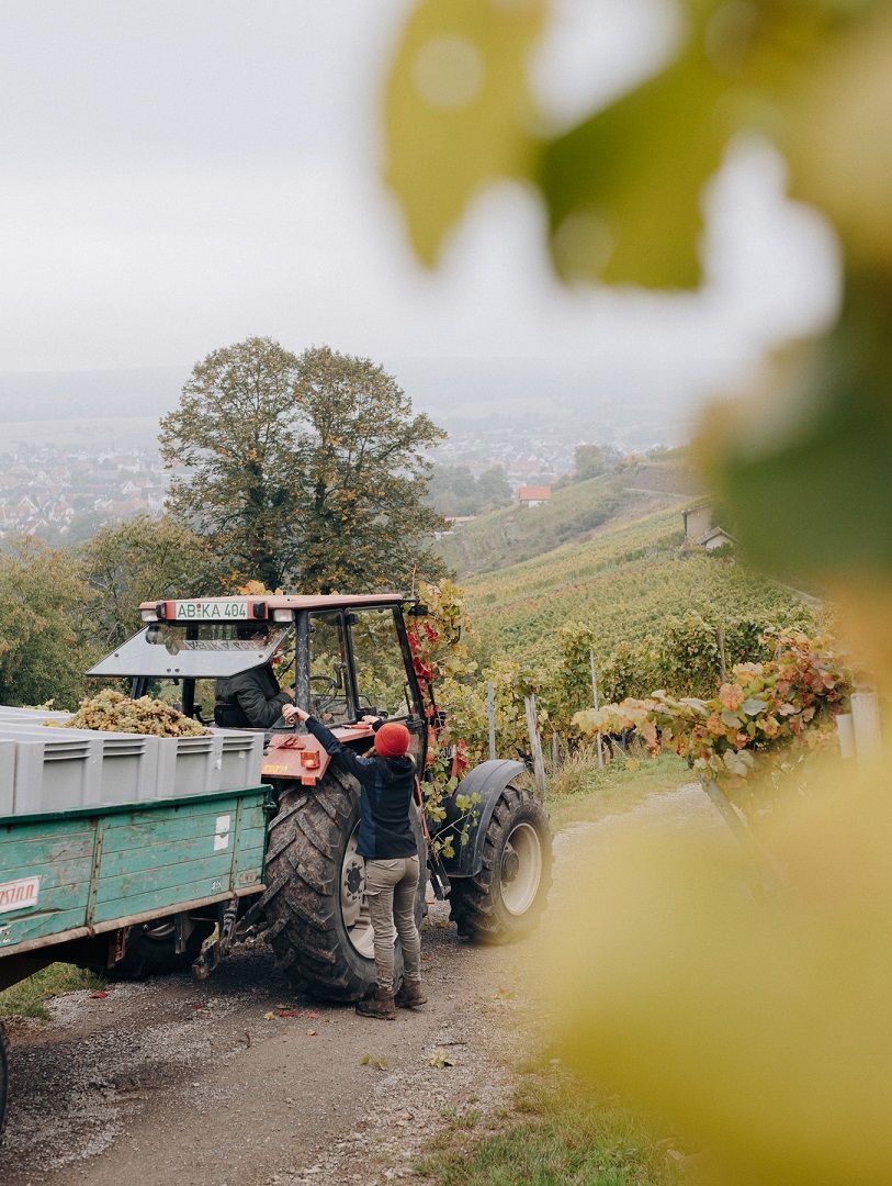 Weinlese von Hand in Franken - Abtransport mit dem Traktor